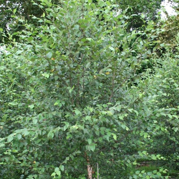 Betula Nigra Dura Heat River Birch 15g Special Order Image Related To Betula Nigra Dura Heat