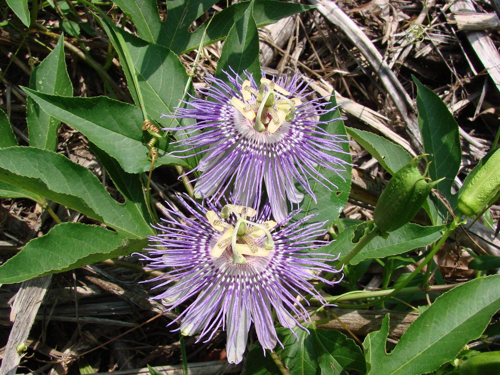 Passiflora Incarnata Maypop Or Native Passionflower Naturescapes Of Beaufort Sc 7691