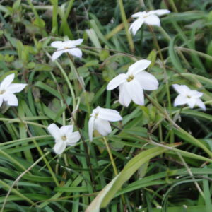 Tristagma uniflorum syn. Ipheion uniflora (Spring Starflower)