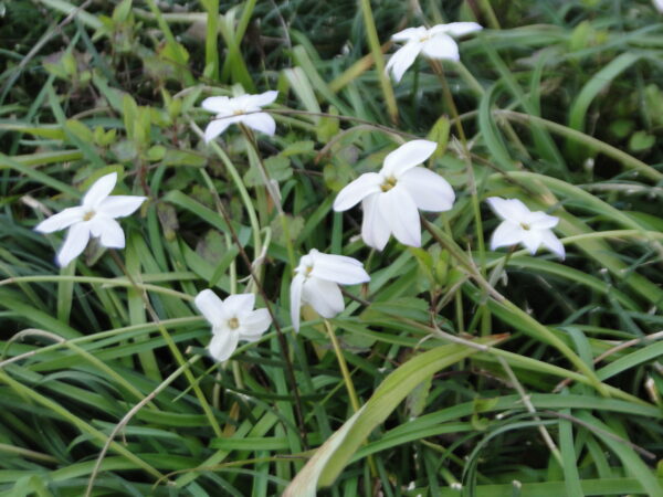 Tristagma uniflorum syn. Ipheion uniflora (Spring Starflower)