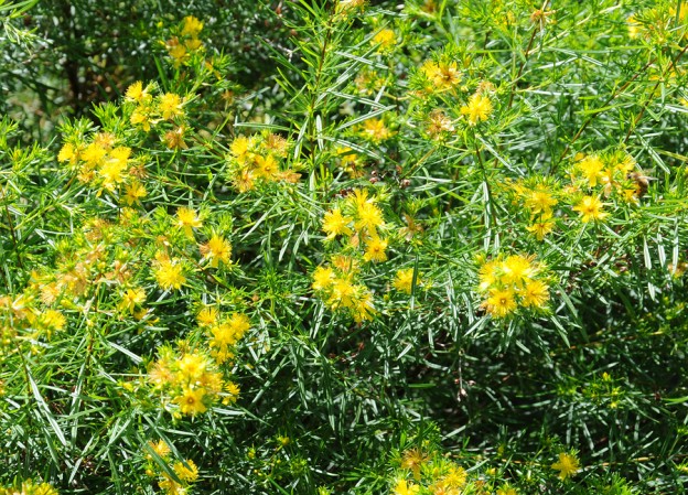 Yellow flowers blooming on green leafy branches outdoors.