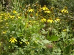 Yellow wildflowers blooming in a green field.