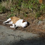 Dog sleeping on grass by the road.