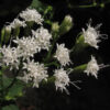 Ageratina altissima var. altissima formerly Eupatorium rugosum (Greater White Snakeroot. White Snakeroot) - Image 2