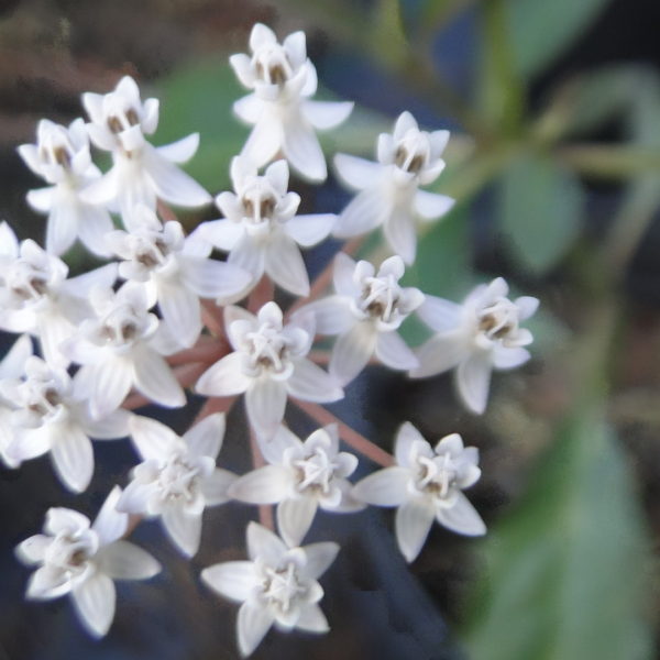 Lowcountry Native Plants – Naturescapes of Beaufort, SC