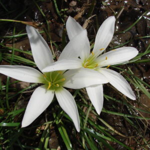 Zephyranthes atamasca (Atamasco-lilly or "Easter-lily")