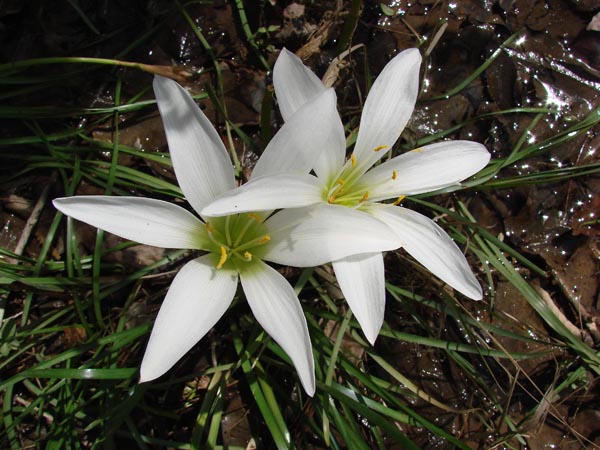 Two white rain lilies blooming side by side in greenery.
