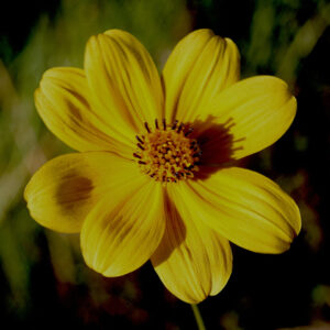 Bidens mitis (Coastal Plain Tickseed Sunflower, Florida Sunflower)