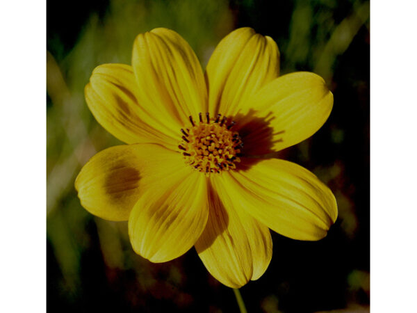 Bidens mitis (Coastal Plain Tickseed Sunflower, Florida Sunflower)