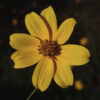 Bidens mitis (Coastal Plain Tickseed Sunflower, Florida Sunflower) - Image 2