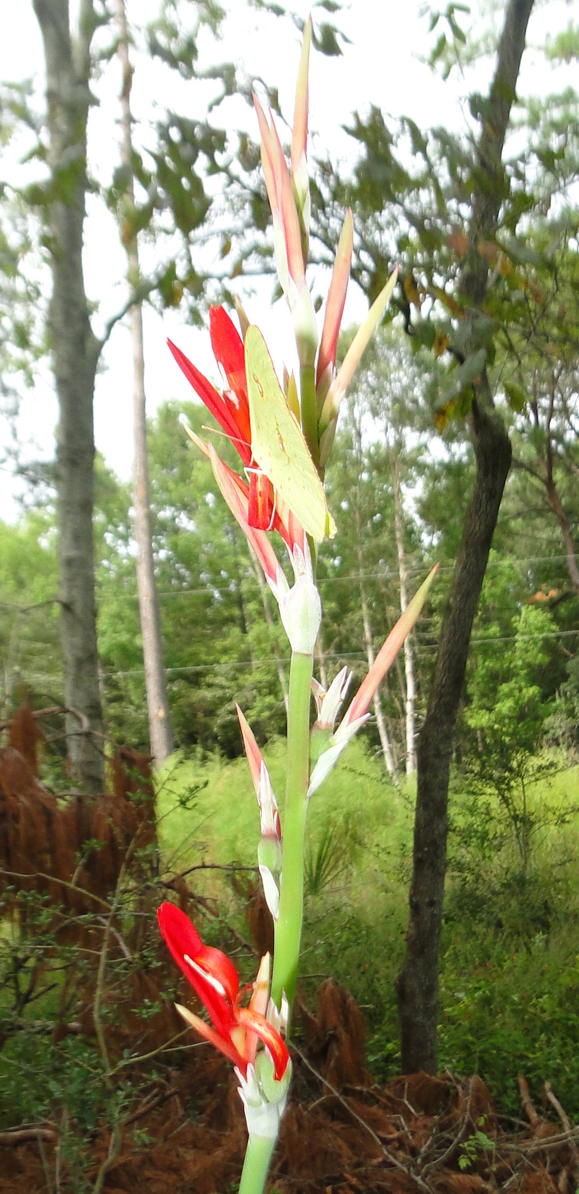 Canna Indica Indian Shot Platanillo Achira Naturescapes Of Beaufort SC