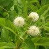 Cephalanthus occidentalis (Buttonbush)