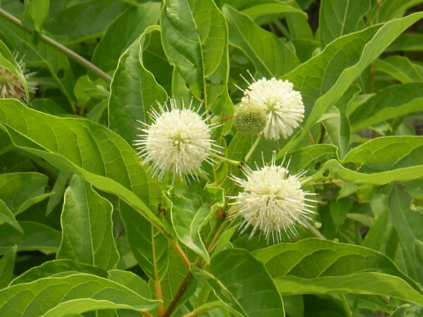 Cephalanthus occidentalis (Buttonbush)