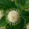 Cephalanthus occidentalis (Buttonbush, Honey Balls, Cahuapate, Jazmin Tallo, Uberom Ya-yado) - Image 5