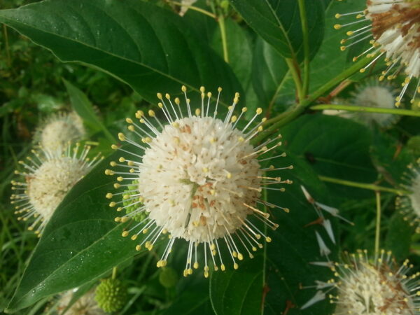 Cephalanthus occidentalis (Buttonbush, Honey Balls, Cahuapate, Jazmin Tallo, Uberom Ya-yado)