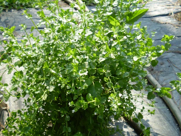 Clinopodium brownei (Browne's Savory) 3.5"