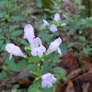 Close-up of delicate pale purple flowers with green foliage.
