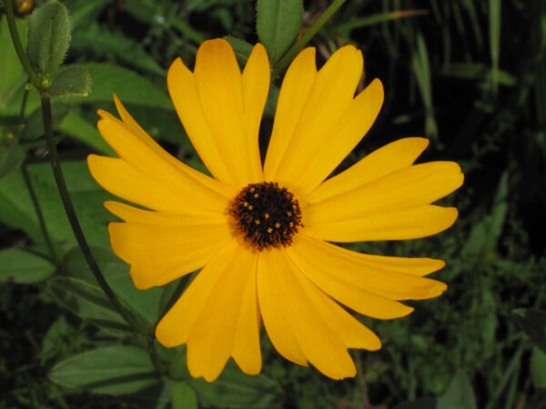 Coreopsis integrifolia (Fringed-leaf Coreopsis)