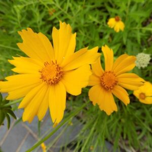 Coreopsis lanceolata (Lanceleaf Coreopsis)