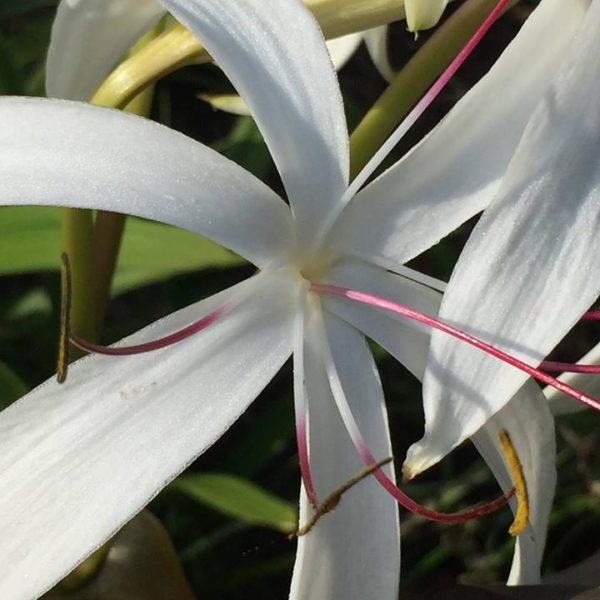 Crinum americanum/ Crinum erubescens (Swamp Lily) Naturescapes of