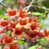 Bignonia capreolata (Crossvine) - Image 4