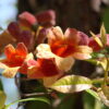 Bignonia capreolata (Crossvine) - Image 3