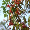 Bignonia capreolata (Crossvine) - Image 2