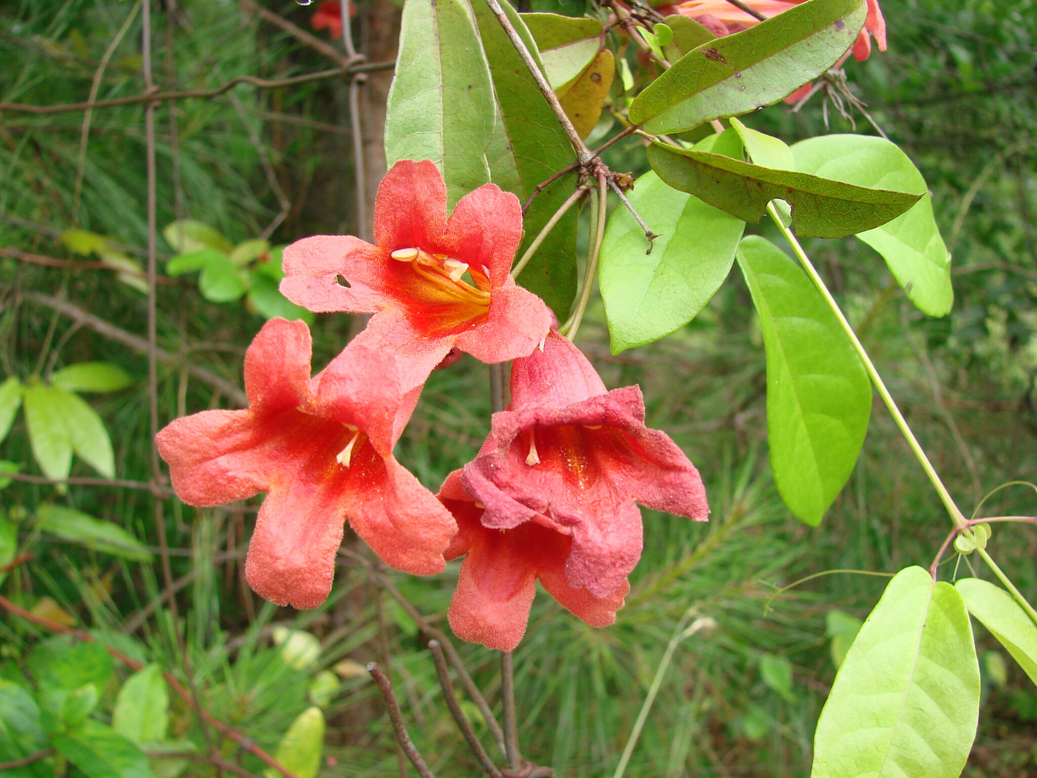 Bignonia capreolata (Crossvine) | Naturescapes of Beaufort, SC