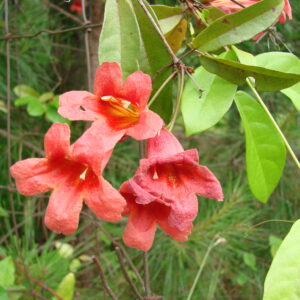 Bignonia capreolata (Crossvine)