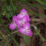 Pink wildflowers surrounded by green grass.