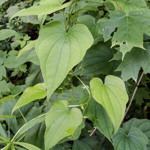 Dioscorea villosa (Common Wild Yam) | Naturescapes of Beaufort, SC