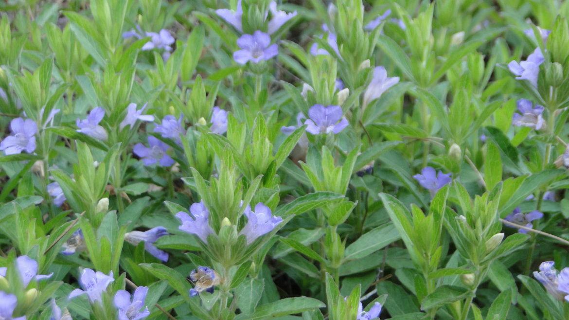 Close-up of green plants with small purple flowers.