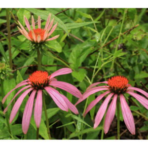 Echinacea purpurea (Purple Coneflower)