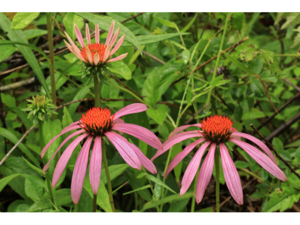Echinacea purpurea (Purple Coneflower)