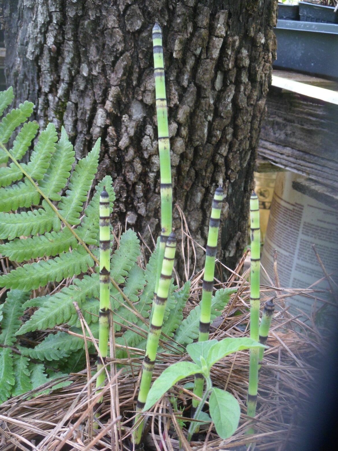 Green segmented horsetail plants growing near a tree trunk with fern leaves.