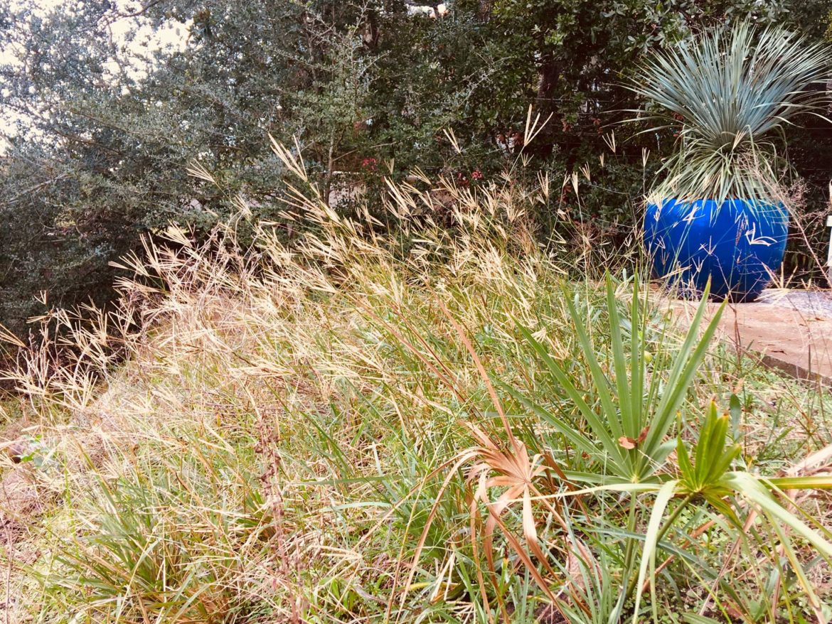 Wild grasses swaying gently in the sunlight near a blue container.