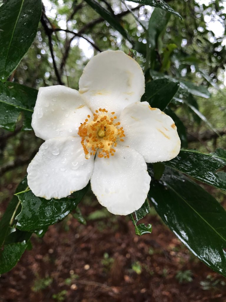 Gordonia lasianthus (Loblolly Bay) | Naturescapes of Beaufort, SC