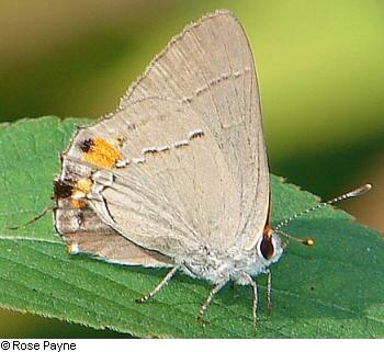A gray butterfly with orange and black markings on a green leaf.