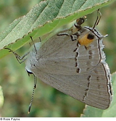 Close-up of a delicate gray butterfly on a leaf.