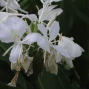 Hedychium coronarium (White Butterfly Ginger)