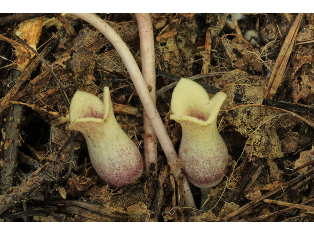 Two young pitcher plants emerging from soil.