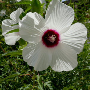 Hibiscus laevis (Halberd-leaf Rosemallow)