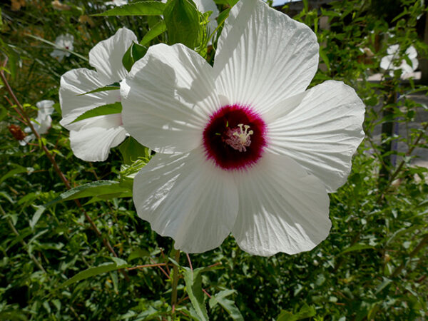 Hibiscus laevis (Halberd-leaf Rosemallow)