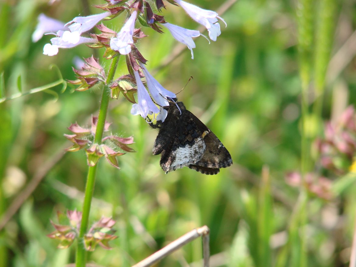 Salvia lyrata (Lyreleaf Sage)