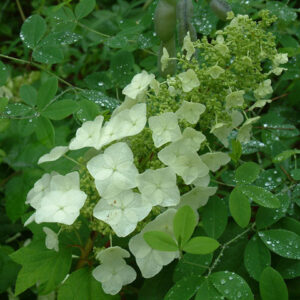 Hydrangea quercifolia (Oakleaf Hydrangea)