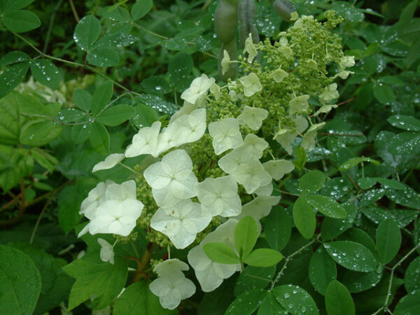 Hydrangea quercifolia (Oakleaf Hydrangea)