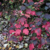 Hydrangea quercifolia (Oakleaf Hydrangea) - Image 4