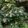 Hydrangea quercifolia (Oakleaf Hydrangea) - Image 5