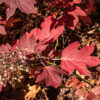 Hydrangea quercifolia (Oakleaf Hydrangea) - Image 3