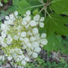 Hydrangea quercifolia (Oakleaf Hydrangea) - Image 2